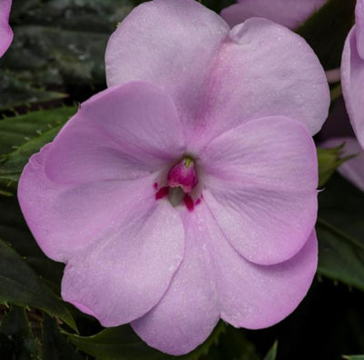 SunPatiens® Compact Orchid Blush (Impatiens)