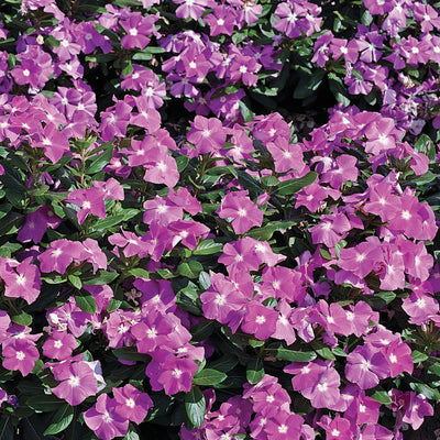 Proven Winners® Annual Plants|Catharanthus - Cora Deep Lavender Vinca 1