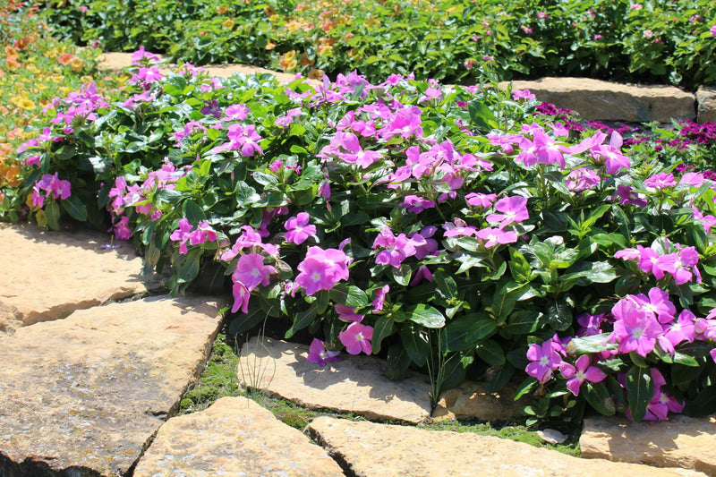 Proven Winners® Annual Plants|Catharanthus - Cora Deep Lavender Vinca 2