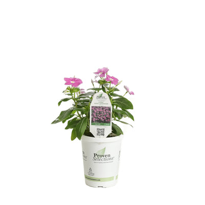 Proven Winners® Annual Plants|Catharanthus - Cora Deep Lavender Vinca 3