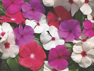 Proven Winners® Annual Plants|Catharanthus - Cora Deep Lavender Vinca 4
