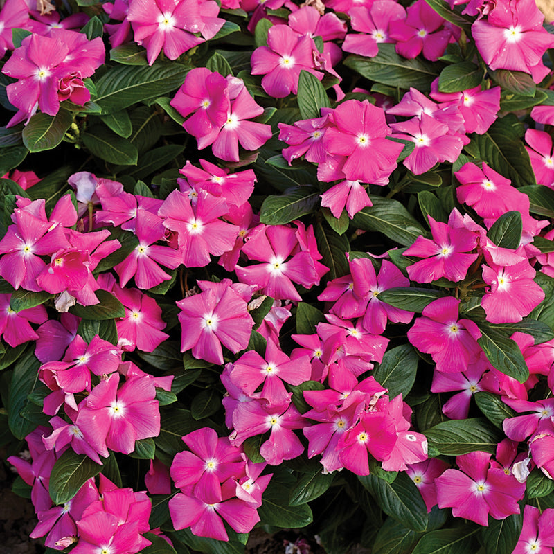 Proven Winners® Annual Plants|Catharanthus - Cora Pink Vinca 1