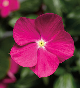 Proven Winners® Annual Plants|Catharanthus - Cora Pink Vinca 2