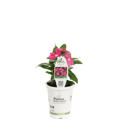Proven Winners® Annual Plants|Catharanthus - Cora Pink Vinca 3