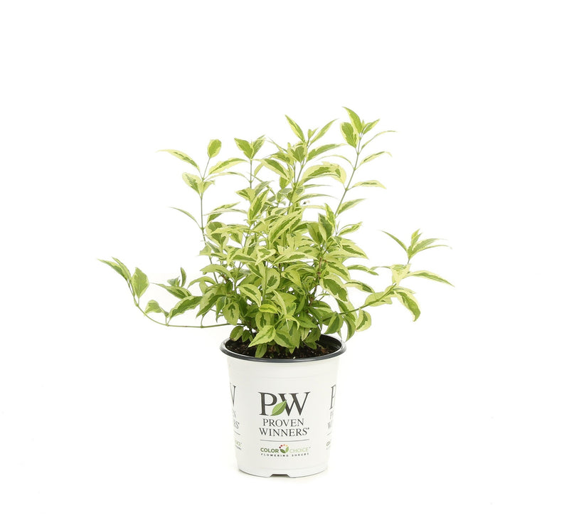 Proven Winners® Shrub Plants|Deutzia - Creme Fraiche 5