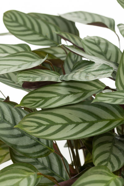 Sweet Dreams™ Exotica Never Never Plant (Ctenanthe setosa)