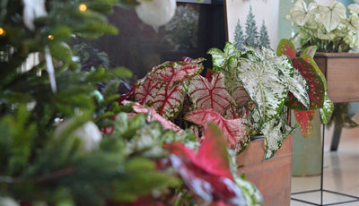 Heart to Heart® Christmas Caladium™ 'Bottle Rocket'