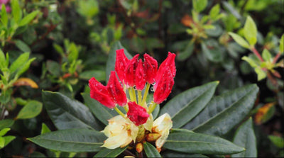 Proven Winners® Shrub Plants|Rhododendron - Dandy Man Color Wheel  2