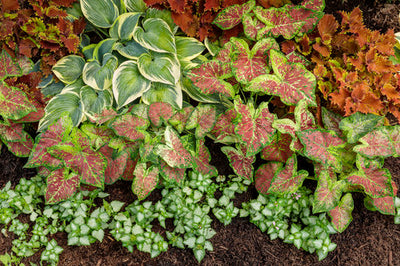 Proven Winners® Annual Plants|Caladium - Heart to Heart 'Dawn to Dusk' 3