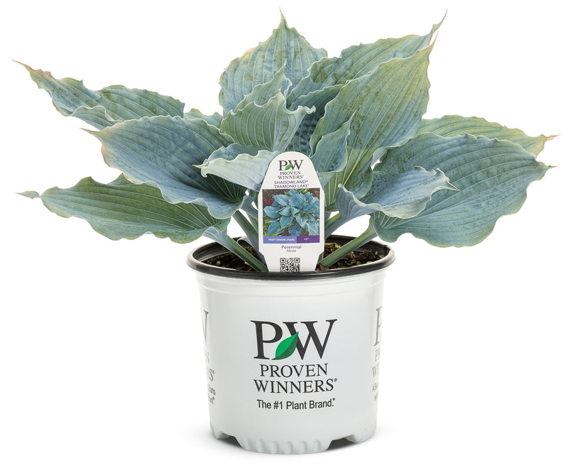 Proven Winners® Perennial Plants|Hosta - Shadowland &