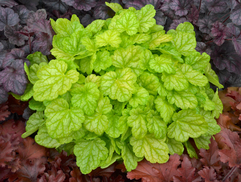 Proven Winners® Perennial Plants|Heuchera - Dolce &