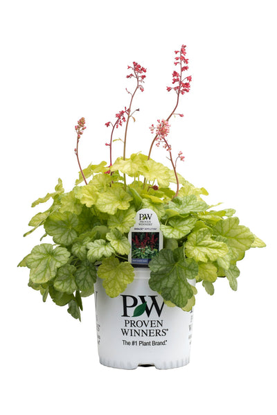 Proven Winners® Perennial Plants|Heuchera - Dolce 'Appletini' Coral Bells 4