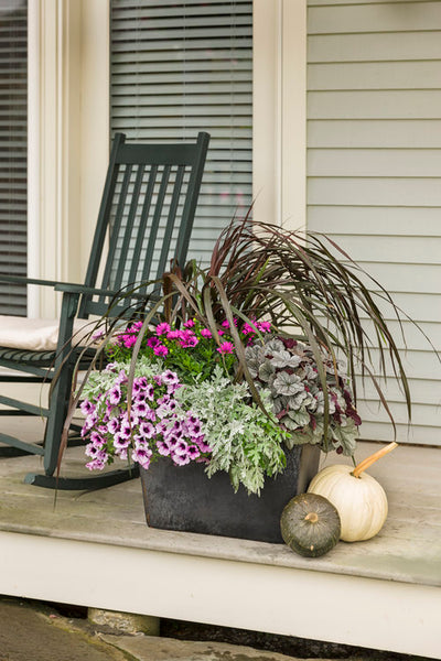 Perennial Plants|Heuchera - Dolce 'Silver Gumdrop' Coral Bells 3