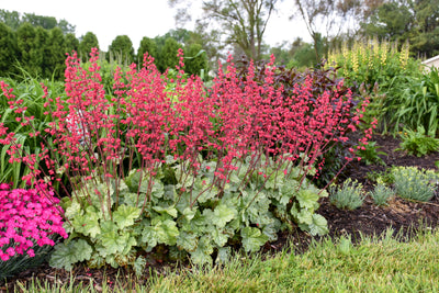 Proven Winners® Perennial Plants|Heuchera - Dolce 'Spearmint' Coral Bells 2