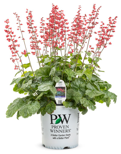 Proven Winners® Perennial Plants|Heuchera - Dolce 'Spearmint' Coral Bells 3