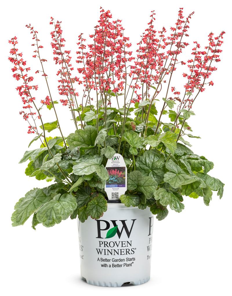 Proven Winners® Perennial Plants|Heuchera - Dolce &