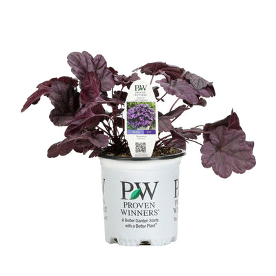 Proven Winners® Perennial Plants|Heuchera - Dolce 'Wildberry' Coral Bells 4