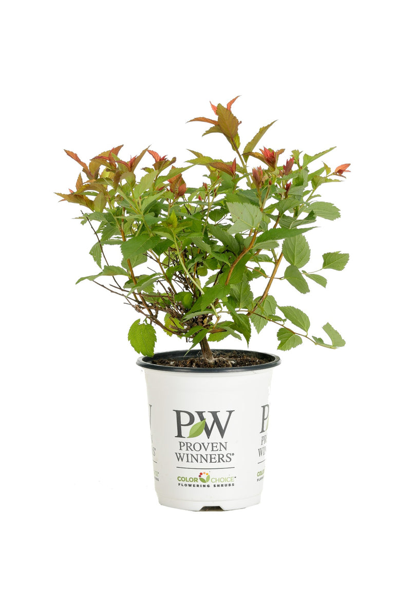 Proven Winners® Shrub Plants|Spiraea - Double Play Doozie Spirea 6