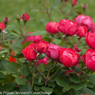 Proven Winners® Shrub Plants|Rosa - Oso Easy Double Red Landscape Rose 1