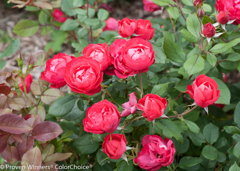 Proven Winners® Shrub Plants|Rosa - Oso Easy Double Red Landscape Rose 3
