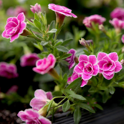Annual Plants|Calibrachoa - Superbells Doublette Love Swept 2