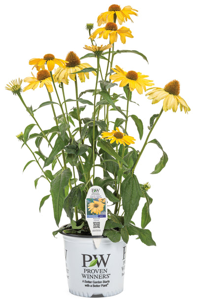Color Coded® 'One in a Melon' Coneflower (Echinacea) - New Proven Winners® Variety 2023