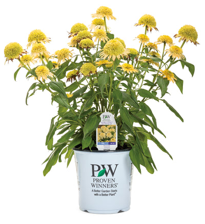 Double Coded™ 'Butter Pecan' Coneflower (Echinacea) - New Proven Winners® Variety 2023