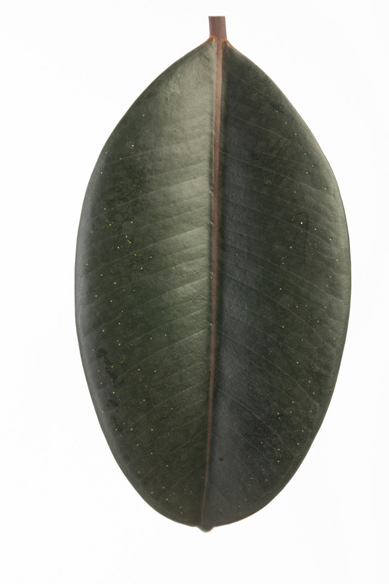 Chroma™ Ficus Abidjan (Elastica) - Rubber Plant
