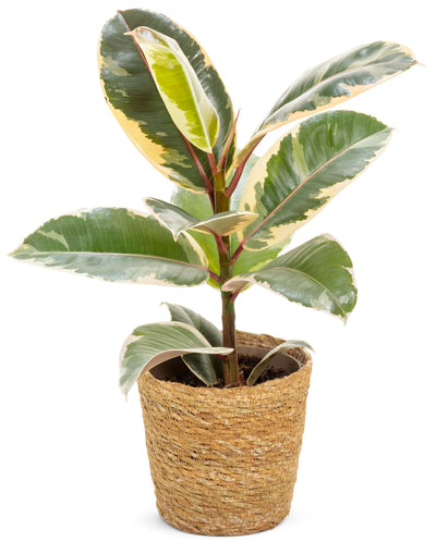 Chroma® Tineke Rubber Plant (Ficus elastica)