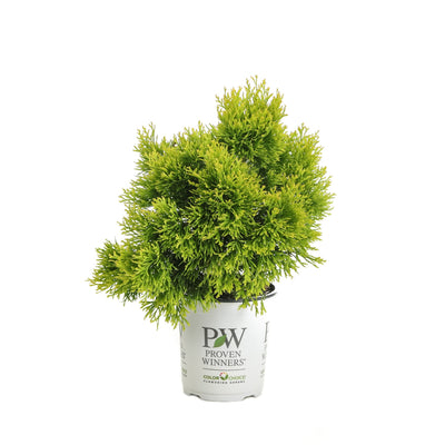 Proven Winners® Shrub Plants|Thuja - Filips Magic Moment' Arborvitae 4