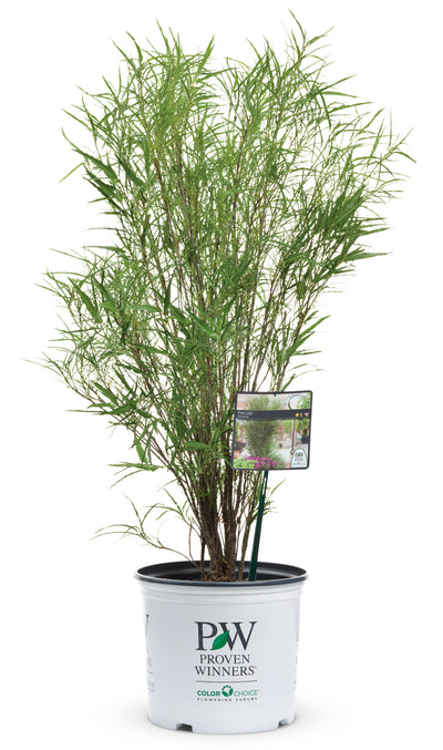 Proven Winners® Shrub Plants|Rhamnus - Fine Line Buckthorn 4