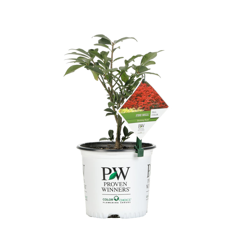 Proven Winners® Shrub Plants|Euonymus - Fire Ball Burning Bush 3