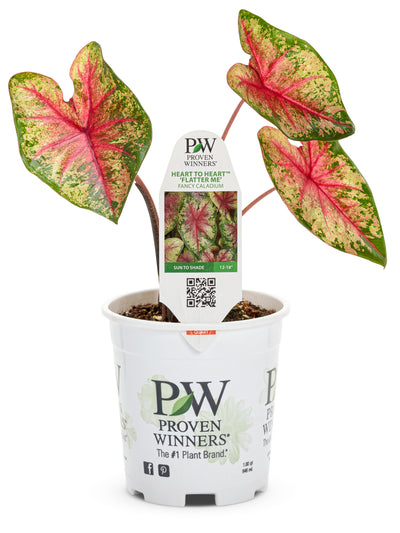 Proven Winners® Annual Plants|Caladium - Heart to Heart 'Flatter Me' 3