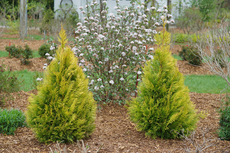 Proven Winners® Shrub Plants|Thuja - Fluffy Arborvitae 4