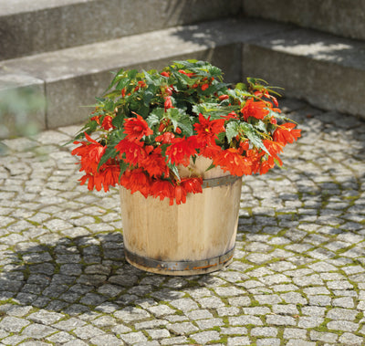 Proven Winners® Annual Plants|Begonia - Funky Orange 2
