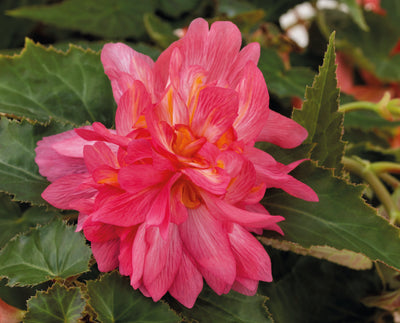 Proven Winners® Annual Plants|Begonia - Funky Pink 1