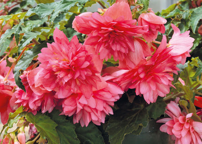 Proven Winners® Annual Plants|Begonia - Funky Pink 2