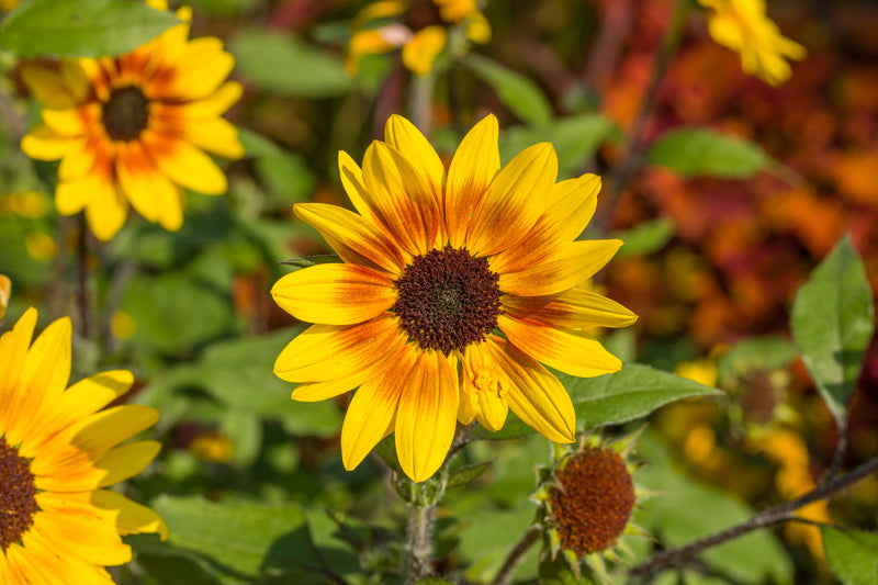 Suncredible® Saturn™ Sunflower (Helianthus)