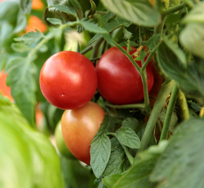 Garden to Table Plants|Lycopersicon - Tempting Tomatoes 'Garden Gem' 1