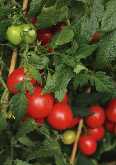 Garden to Table Plants|Lycopersicon - Tempting Tomatoes 'Garden Gem' 2