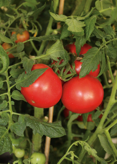 Garden to Table Plants|Lycopersicon - Tempting Tomatoes 'Garden Treasure' 1