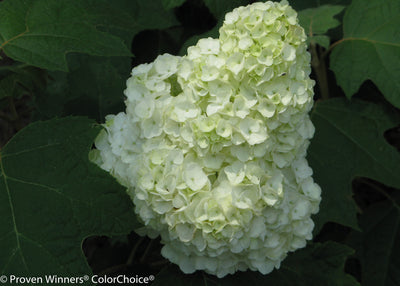 Proven Winners® Shrub Plants|Quercifolia - Gatsby Moon Oakleaf Hydrangea 3