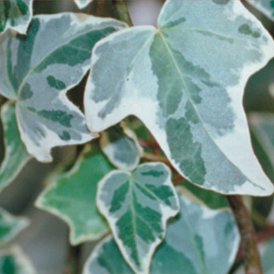 Proven Winners® Perennial Plants|Hedera - Proven Accents Glacier Ivy 1