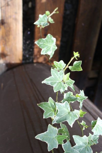 Proven Winners® Perennial Plants|Hedera - Proven Accents Glacier Ivy 3