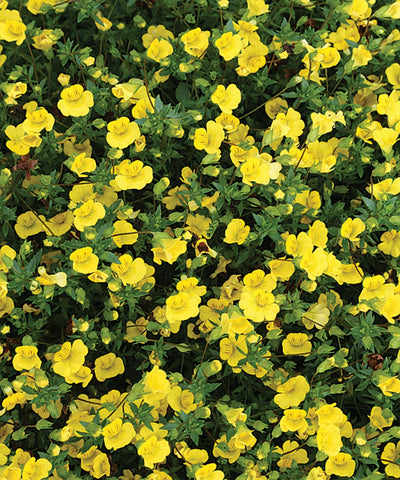 Proven Winners® Annual Plants|Mecardonia - GoldDust 1
