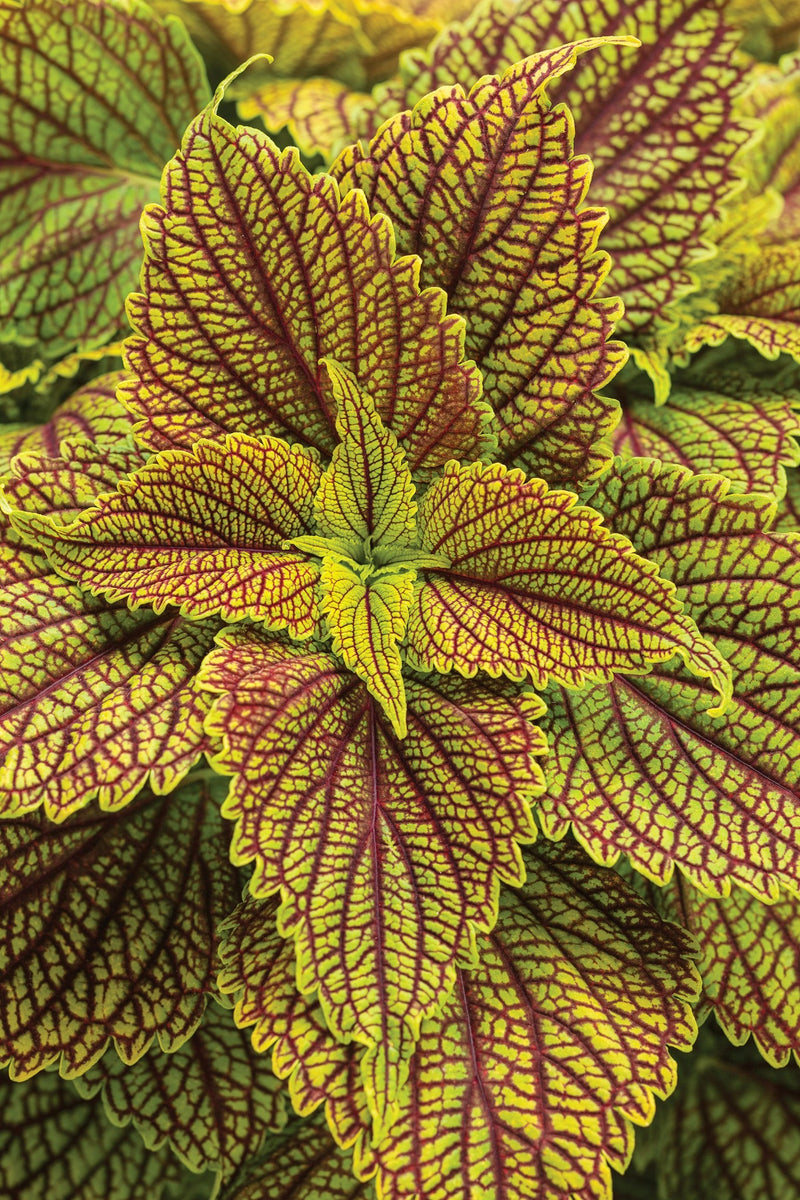 Annual Plants|Solenostemon - ColorBlaze Golden Dreams Coleus 1