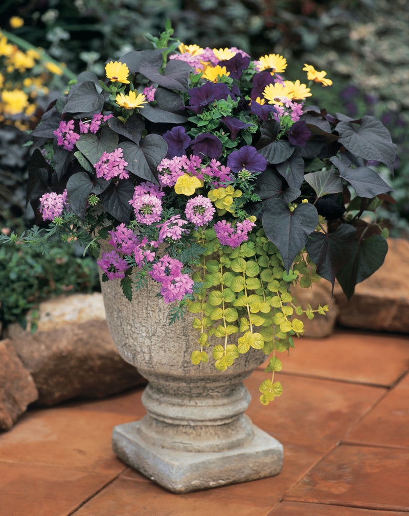 Proven Winners® Perennial Plants|Lysimachia - Goldilocks Creeping Jenny 5