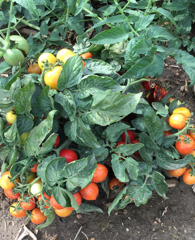 Garden to Table Plants|Lycopersicon - Tempting Tomatoes 'Goodhearted'  4