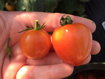 Garden to Table Plants|Lycopersicon - Tempting Tomatoes 'Goodhearted'  2