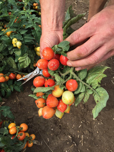 Garden to Table Plants|Lycopersicon - Tempting Tomatoes 'Goodhearted'  3